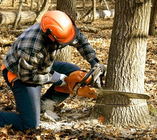 Tree Removal in Grantville, KS